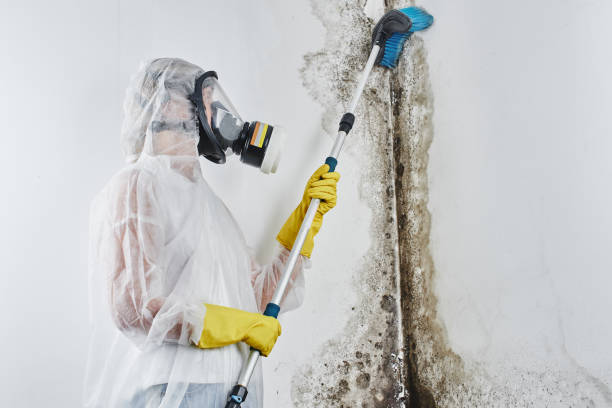 Best Emergency Mold Remediation  in Sunnyvale, CA